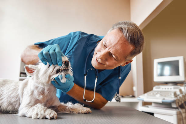 Best Weekend Emergency Dentist in Glassport, PA